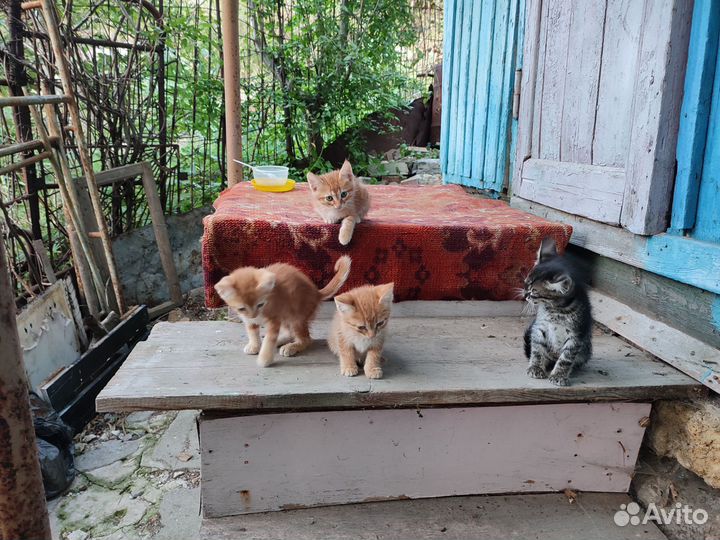 Кошка в дар бесплатно