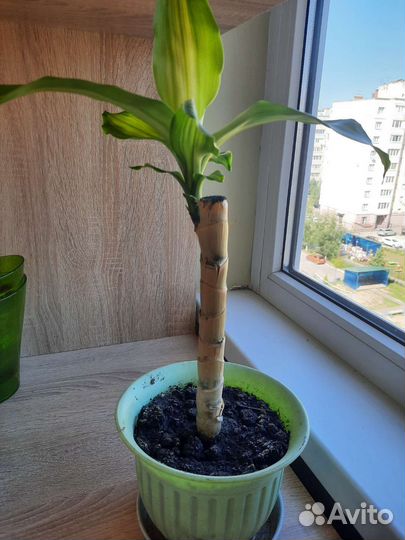 Драцена душистая