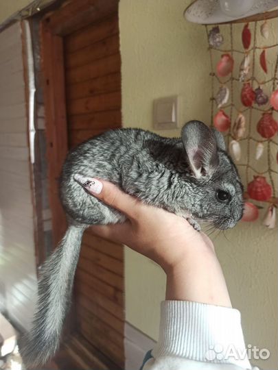 Шиншилла девочка