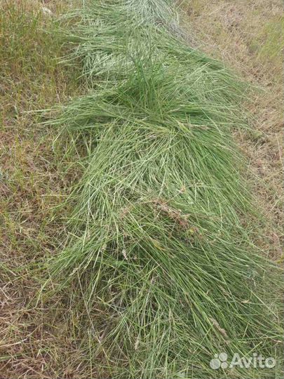 Сено в тюках луговое разнотравие