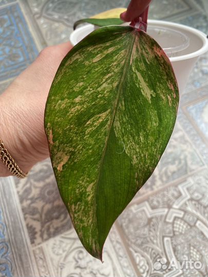 Филодендрон ред эмеральд вар