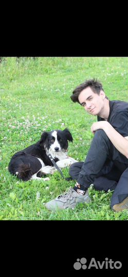 Ферзик ищет дом собака в добрые руки