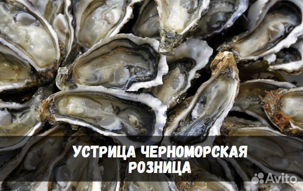 Устрица черноморская