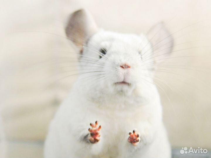 Шиншилла Белый вильсон