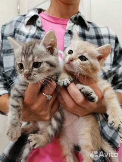 Хорошенькие котята в дар