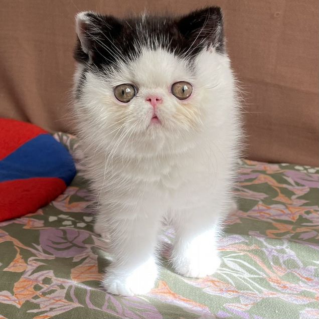 Экзотический короткошёрстный котёнок
