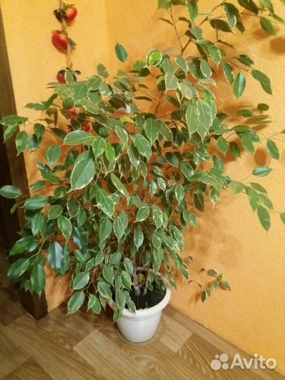 Кротон.шефлера.фикус