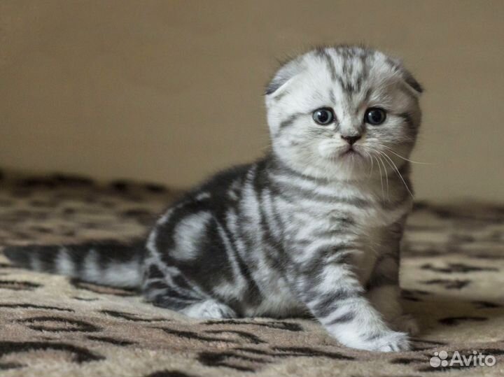 Котята шотландские вислоухие и страйты