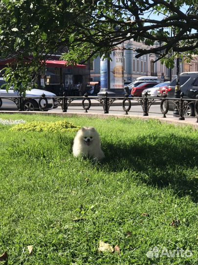 Шпиц померанский Вязка Медвежонок