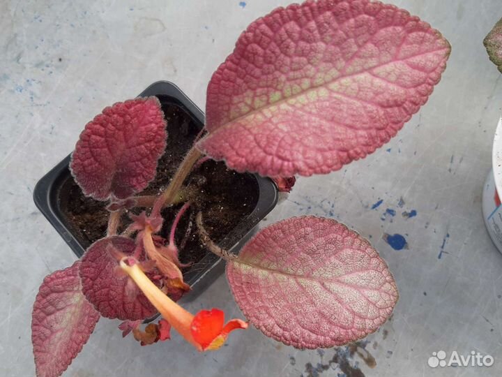 Эписции и клеродендрумы