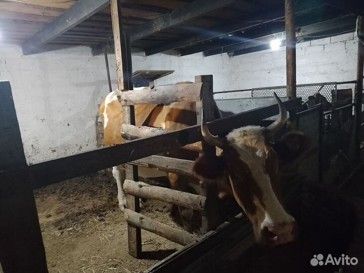 Коровы и телята