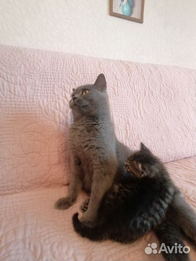 Котята