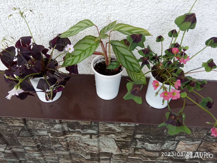 Оксалис (кислица) зелёный и фиолет