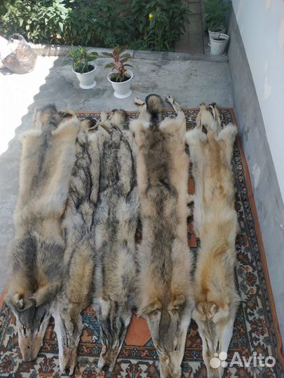 Продам шкуры волков выделанные