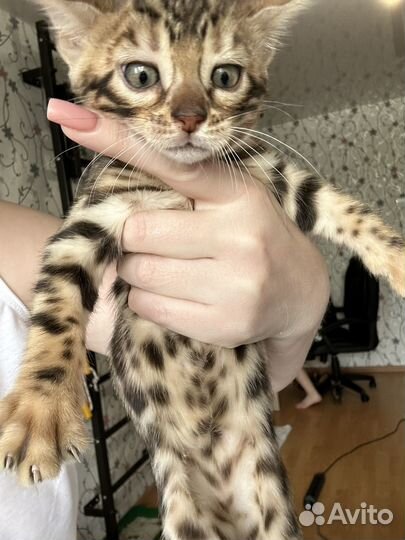 Бенгальские котята