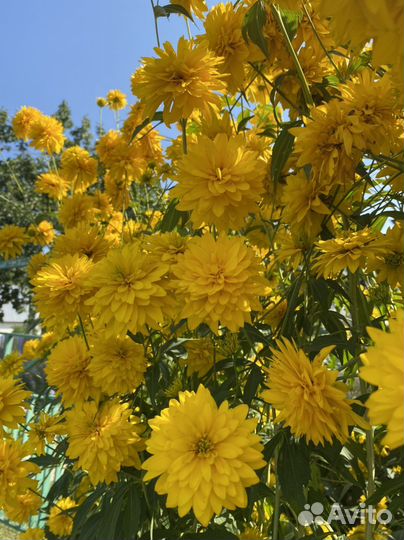 Золотой шар