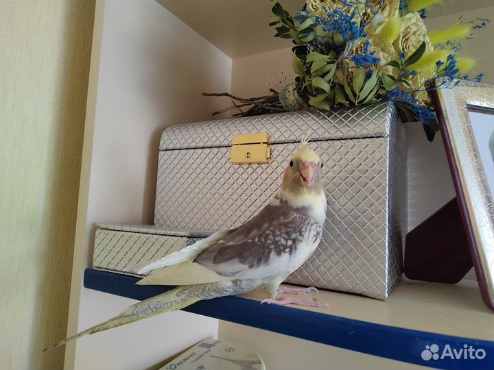 Попугаи корелла пара с клеткой