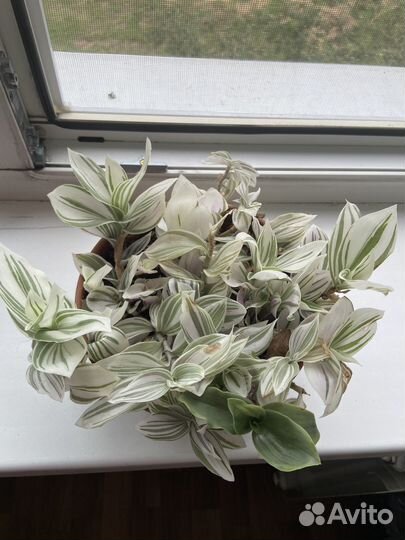 Комнатные цветы от 300