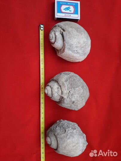 Окаменелость. Окаменелые раковины