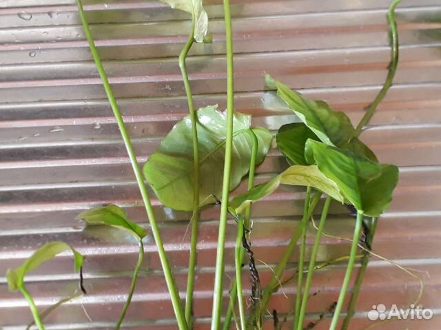 Растения для аквариума Анубиас купить в Санкт-Петербурге | Животные и ...