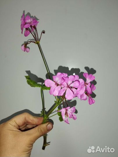 Рассадака клубника,герань