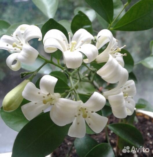 Муррайя метельчатая