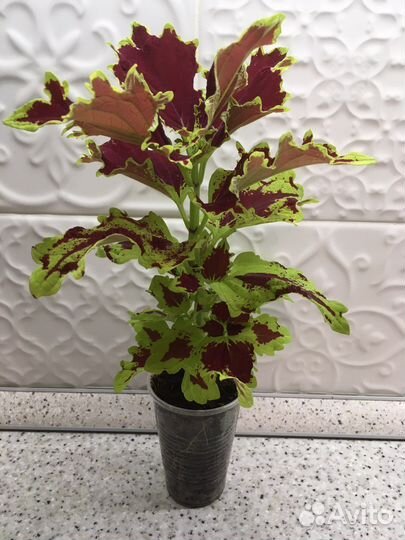 Колеус SG Crown Jewel