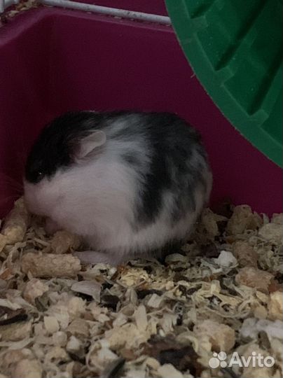 Джунгарский хомяк