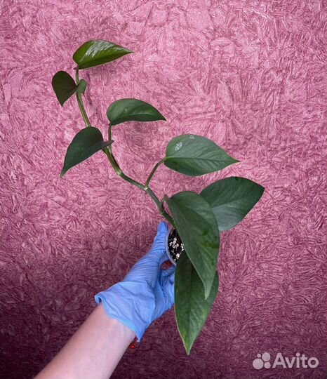 Scindapsus Jade (Сциндапсус)