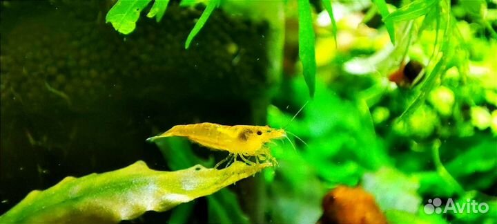 Аквариумные креветки