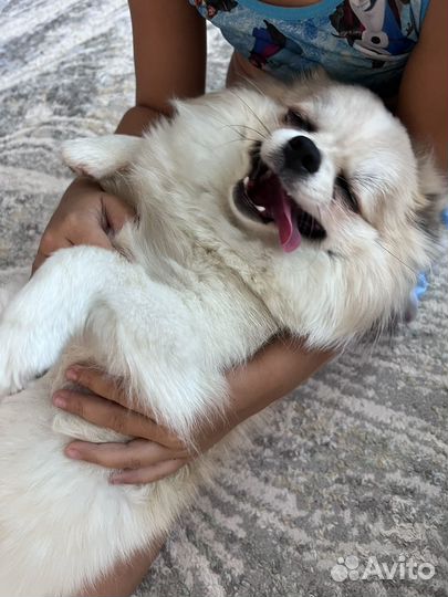 Передержка, догситтер, зооняня, рн. мамайка