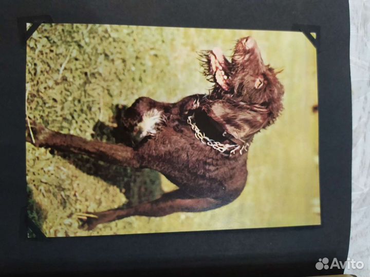 Коллекция открыток гдр 