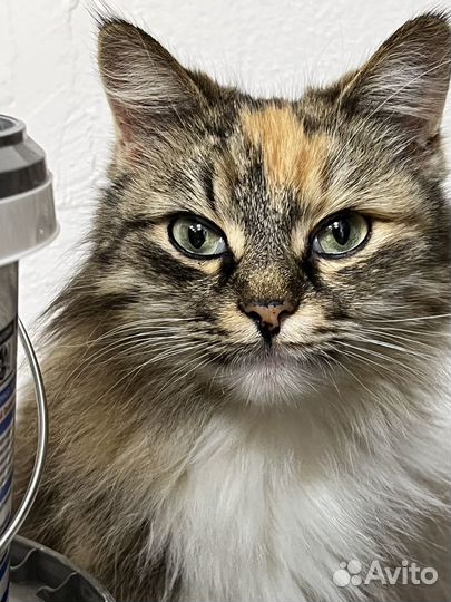 Молодая кошечка