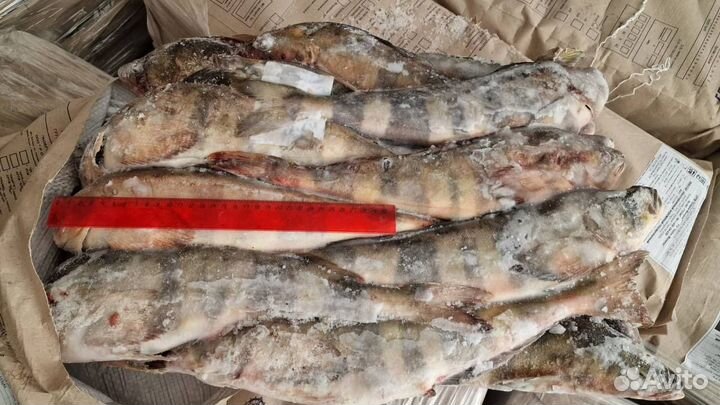 Окунь терпуг свежемороженный