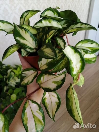 Хойя триколор