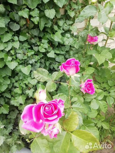 Мясо нутрии