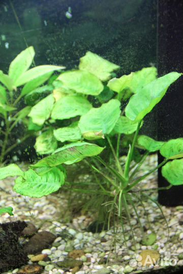 Аквариумные растения