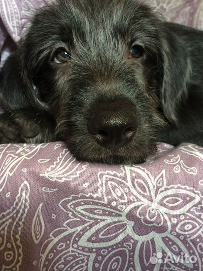 Щенок кобель