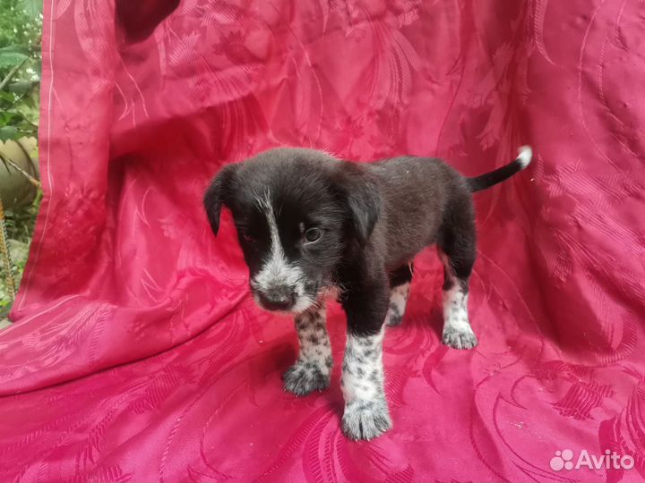 Щенок курцхаара