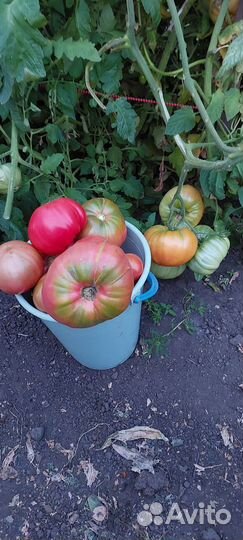 Помидоры домашние