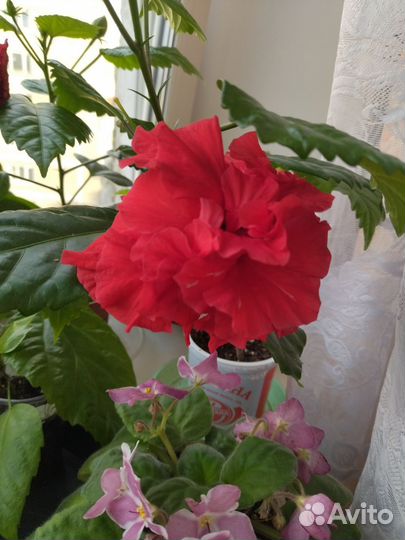 Гибискус комнатный