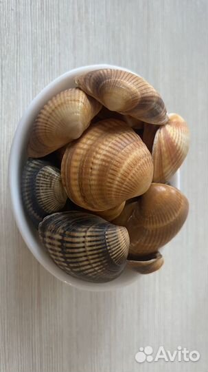 Морские ракушки раковины