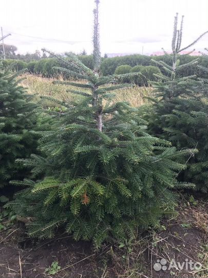 Пихта кавказская