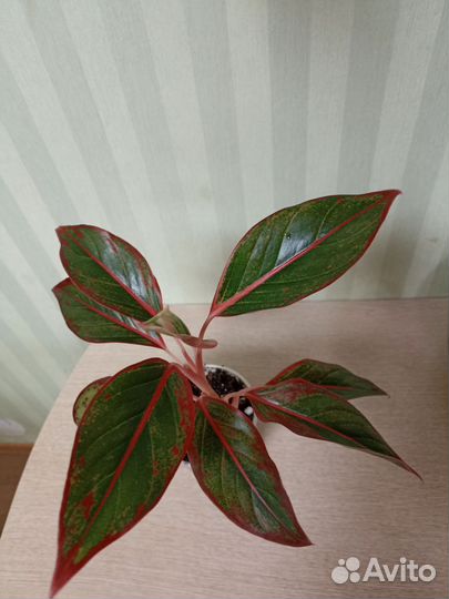 Аглаонема Крит