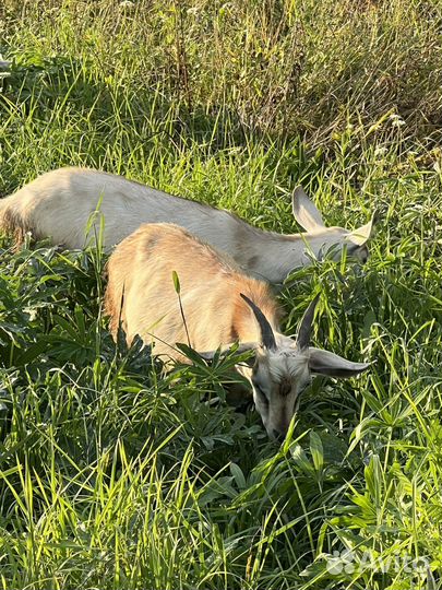 Козы и козлята