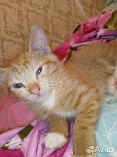 Рыжий котик в добрые руки бесплатно