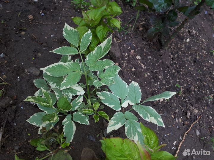 Многолетники садовые