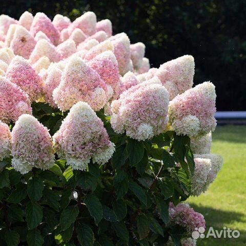Гортензия метельчатая Саммер Лав (предзаказ)