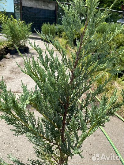 Можжевельник мунглоу