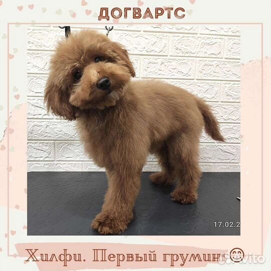 Услуги грумера в салоне и на дому